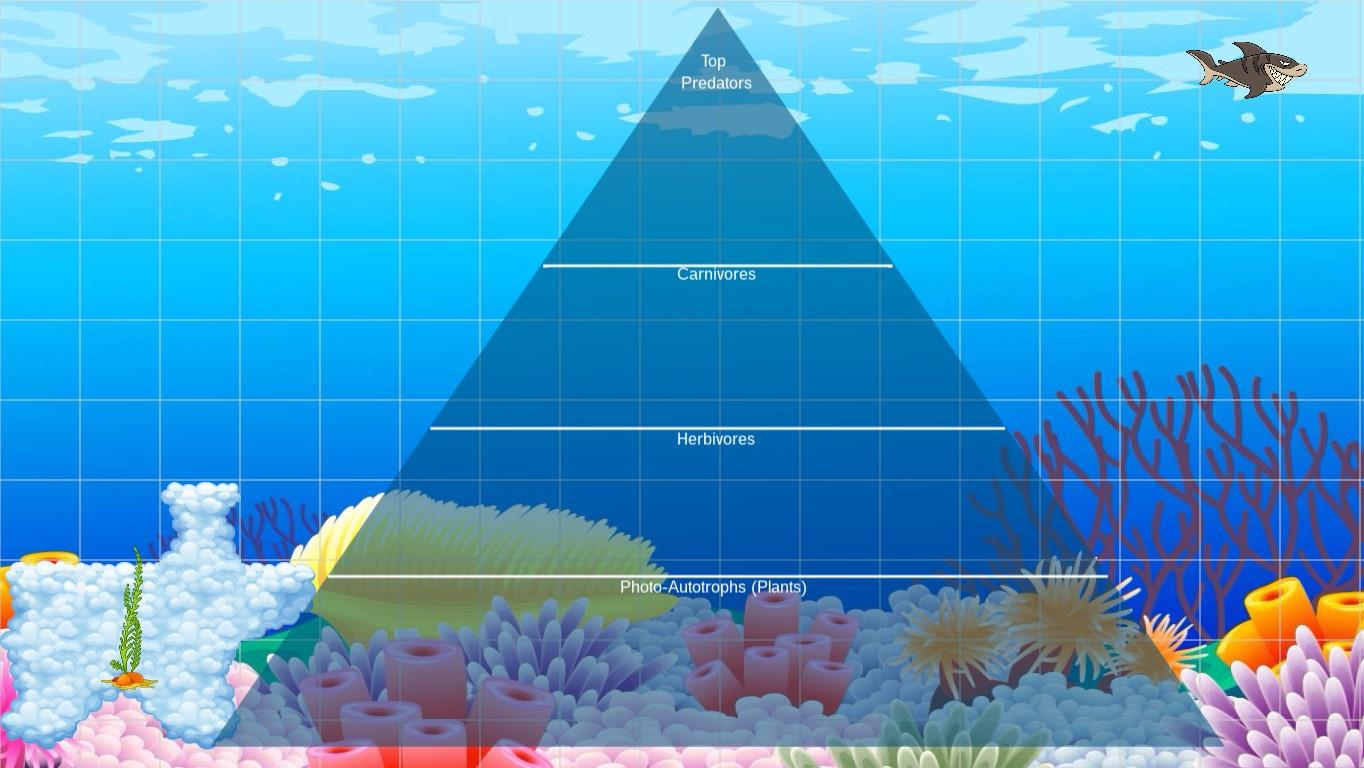 Ocean Ecological Pyramid