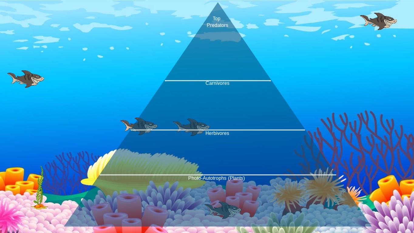 Ocean Ecological Pyramid