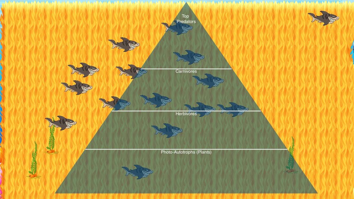 Ocean Ecological Pyramid