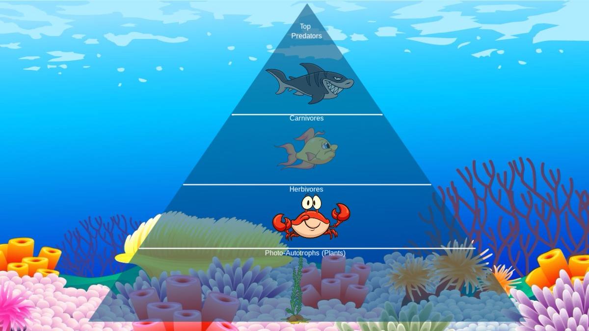 Ocean Ecological Pyramid