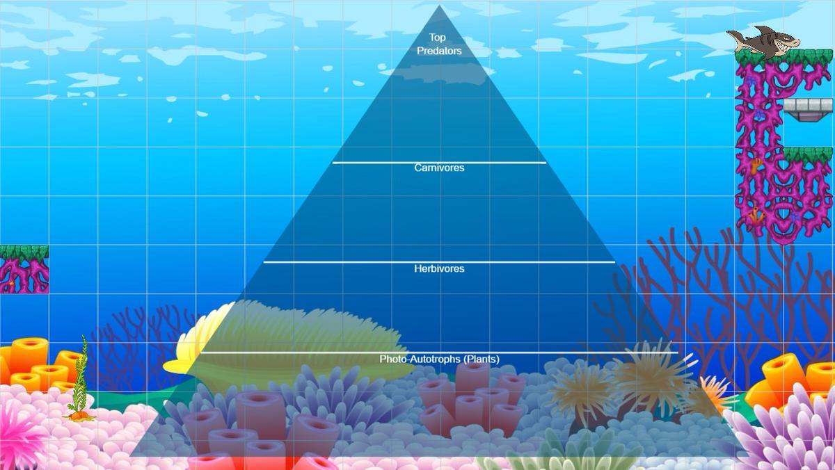 Ocean Ecological Pyramid