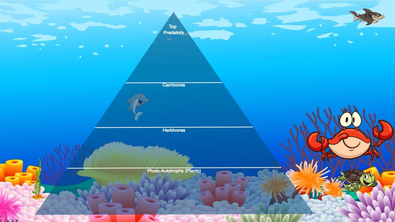 Ocean Ecological Pyramid