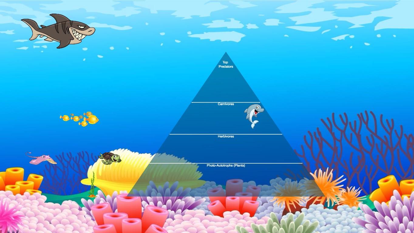 Ocean Ecological Pyramid