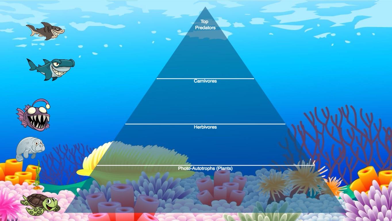 Ocean Ecological Pyramid