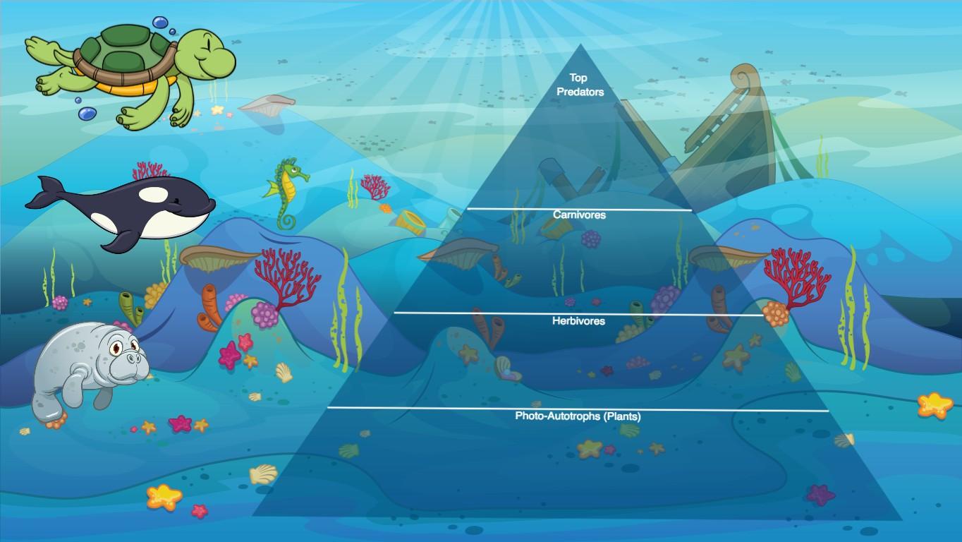 Ocean Ecological Pyramid