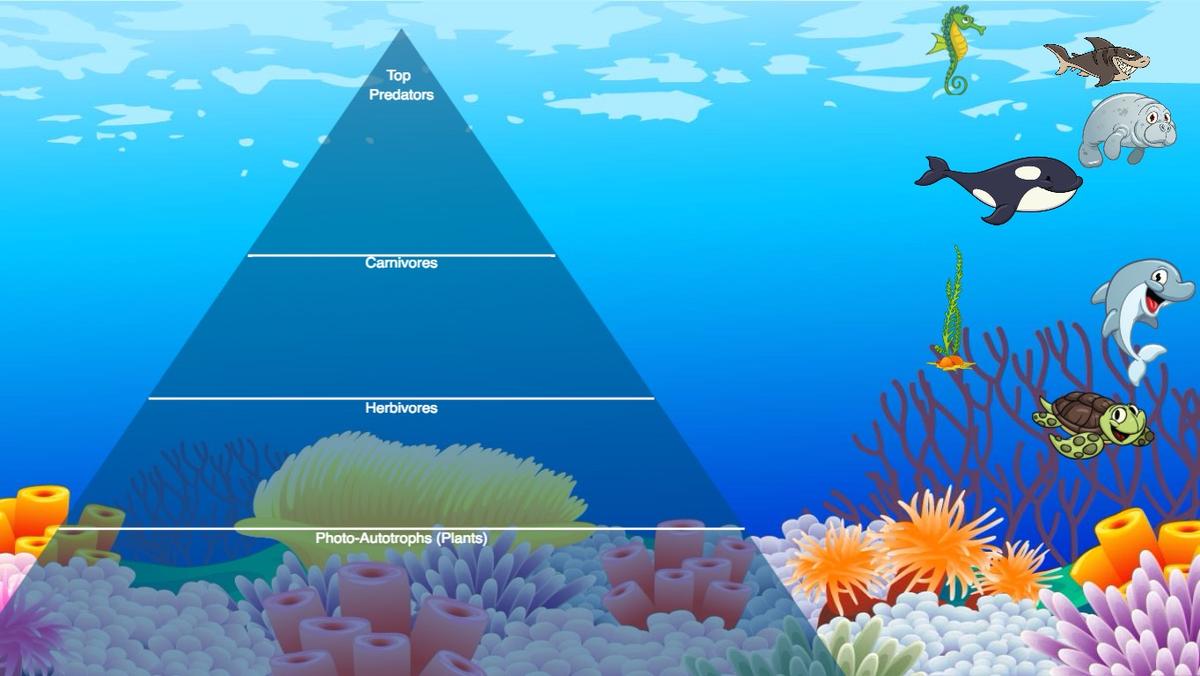 Ocean Ecological Pyramid