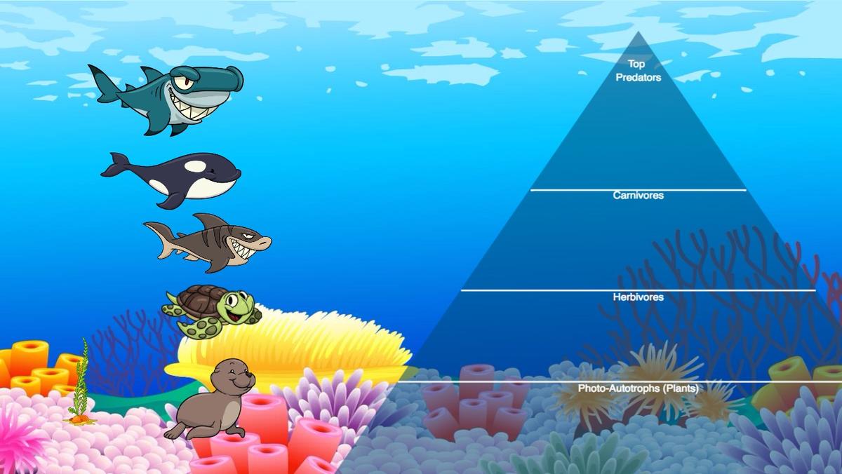 Ocean Ecological Pyramid