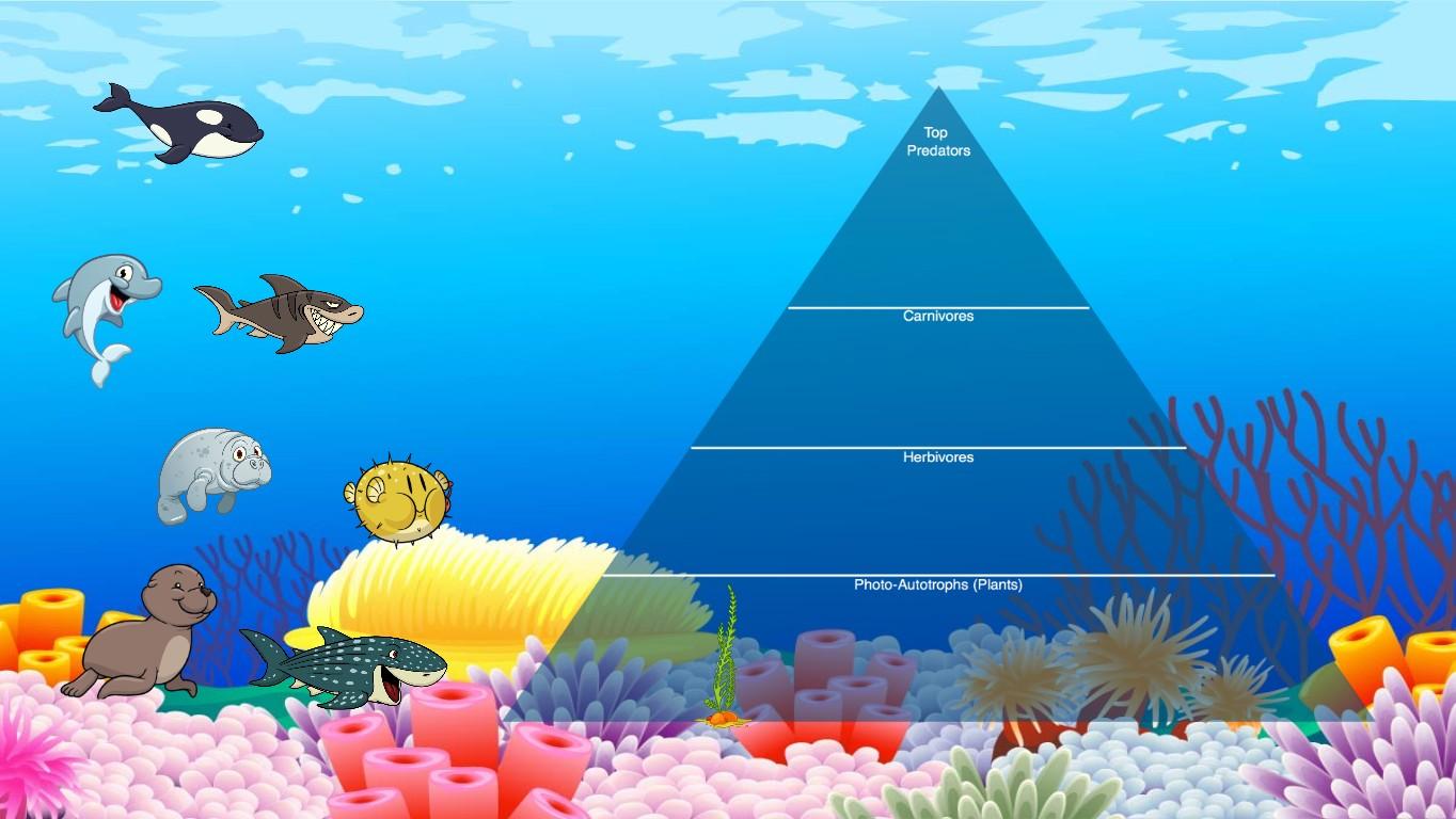 Ocean Ecological Pyramid