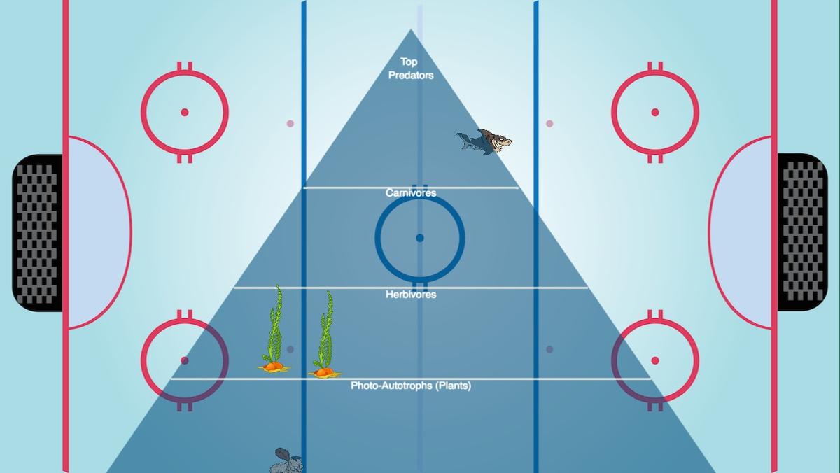 Ocean Ecological Pyramid