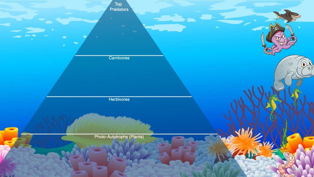 Ocean Ecological Pyramid