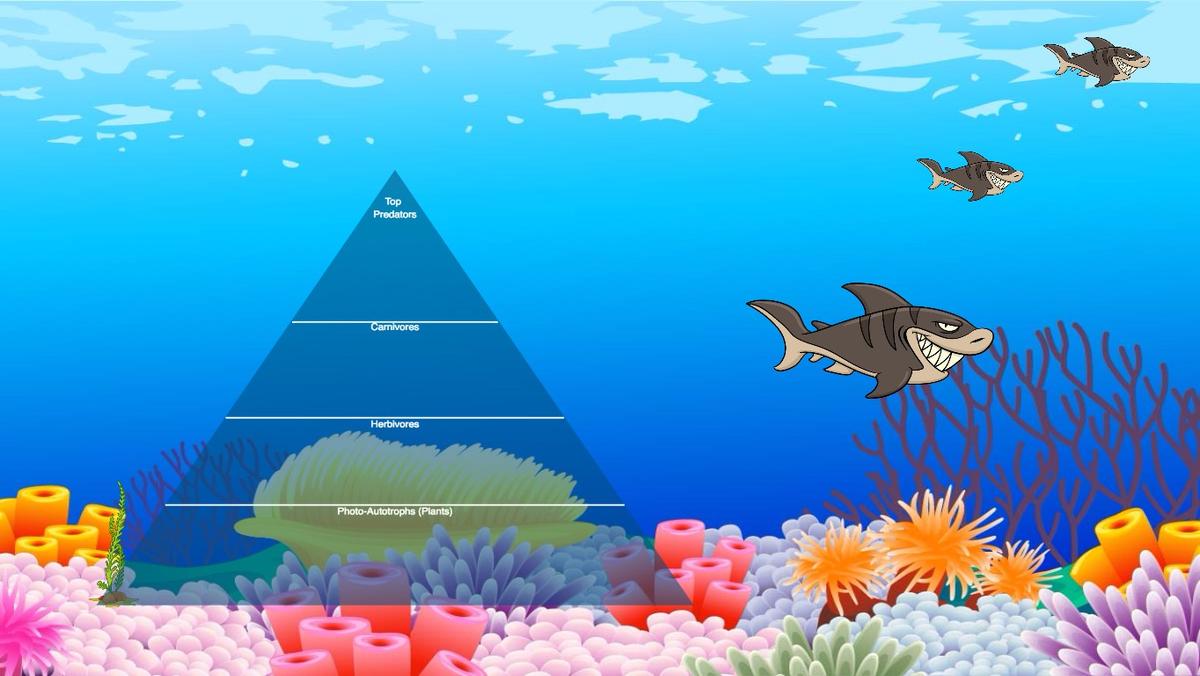 Ocean Ecological Pyramid