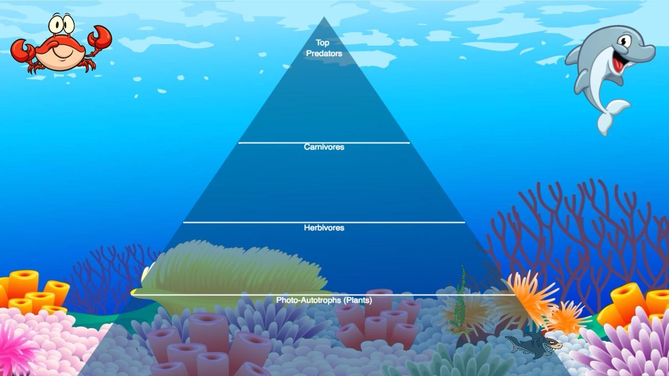 Ocean Ecological Pyramid