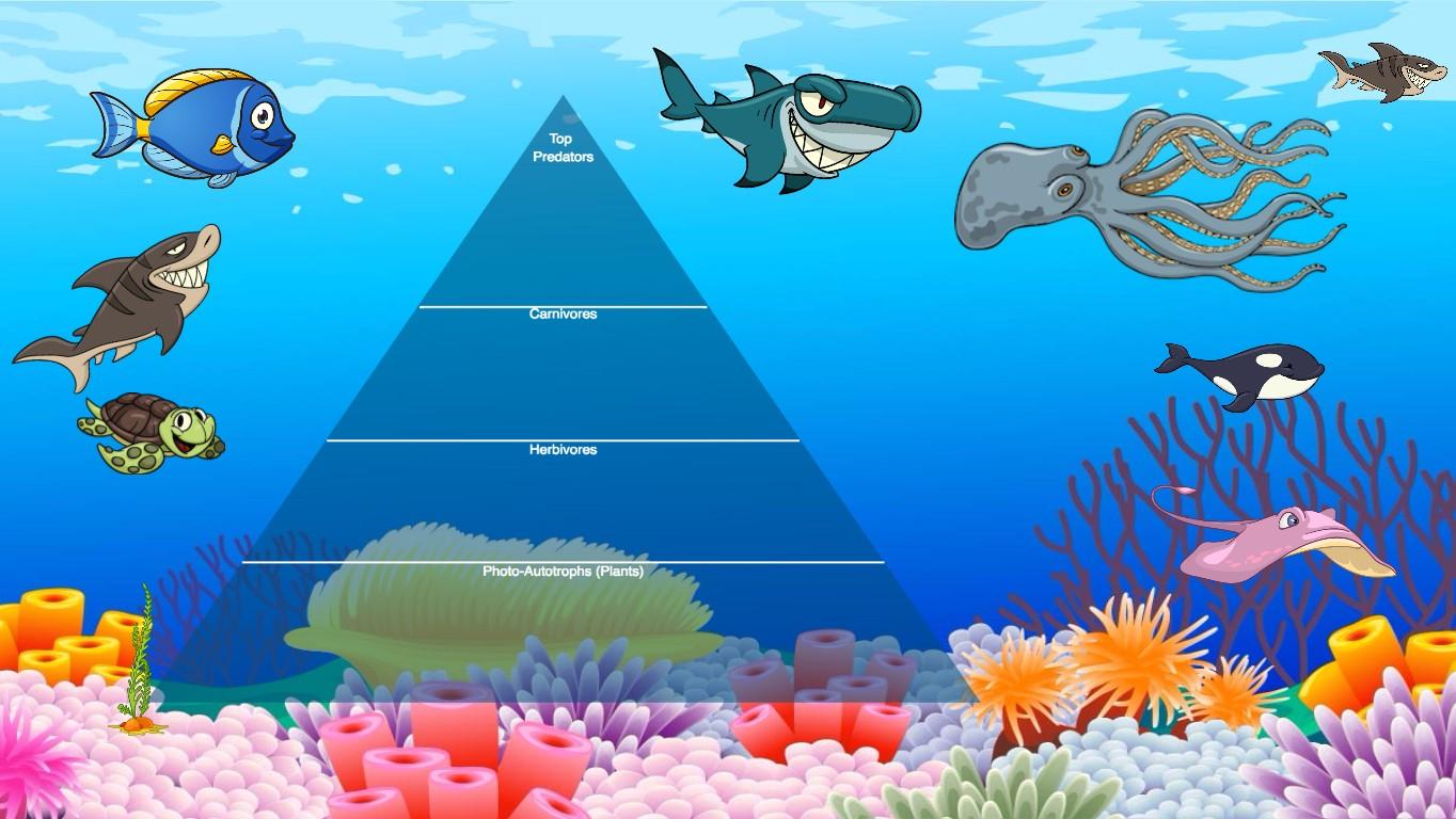 Ocean Ecological Pyramid