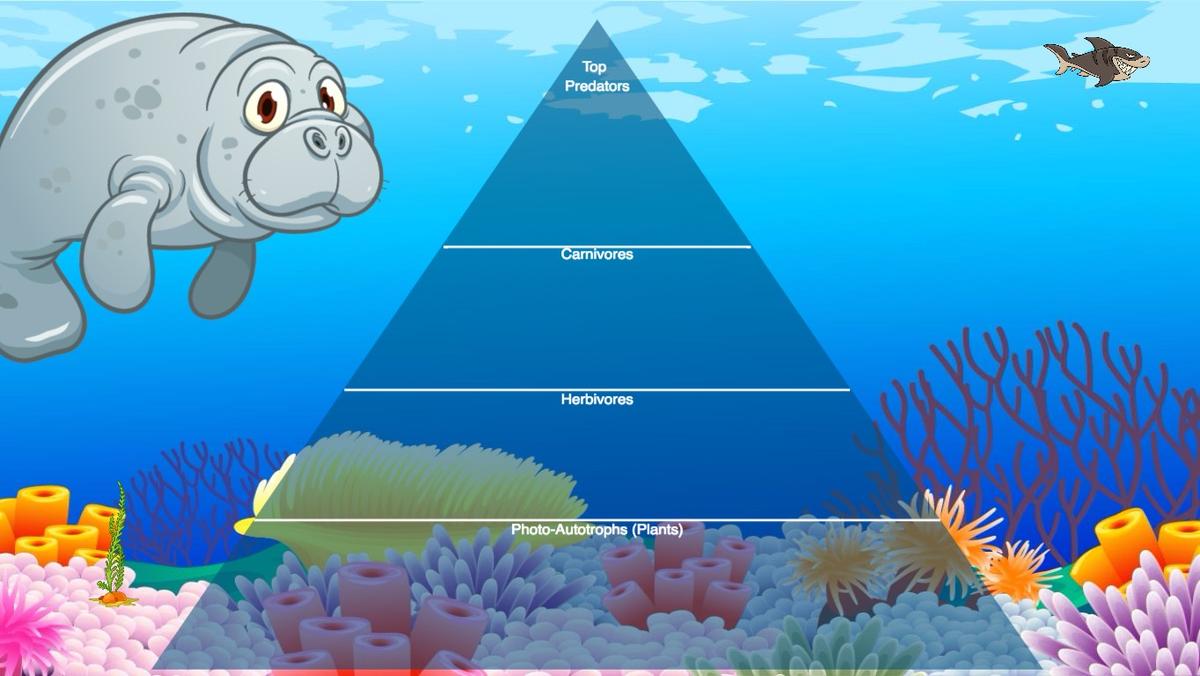 Ocean Ecological Pyramid