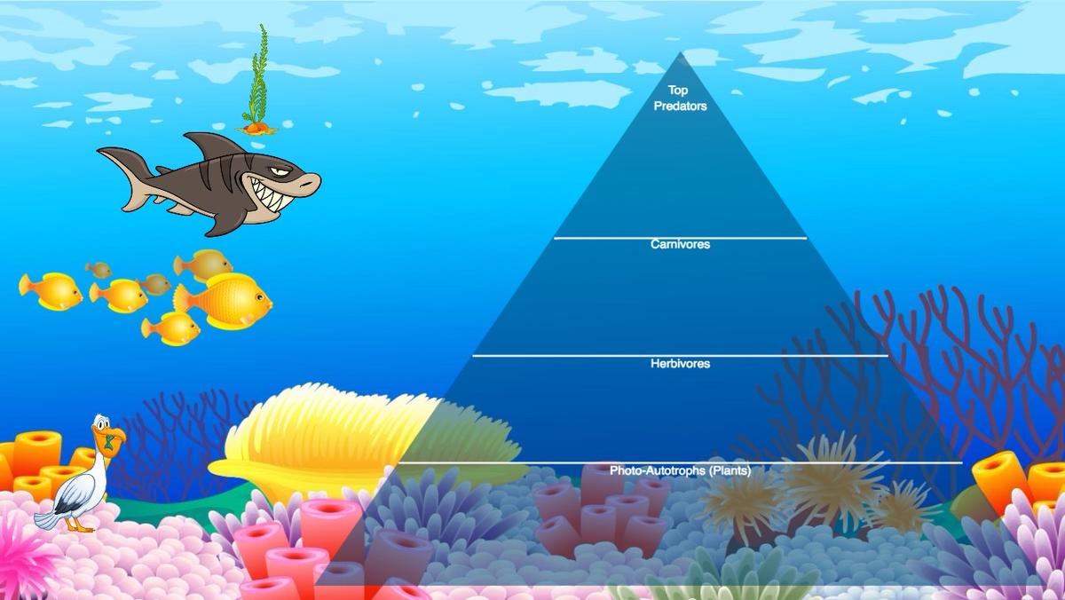 Ocean Ecological Pyramid