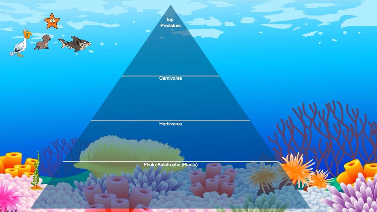 Ocean Ecological Pyramid