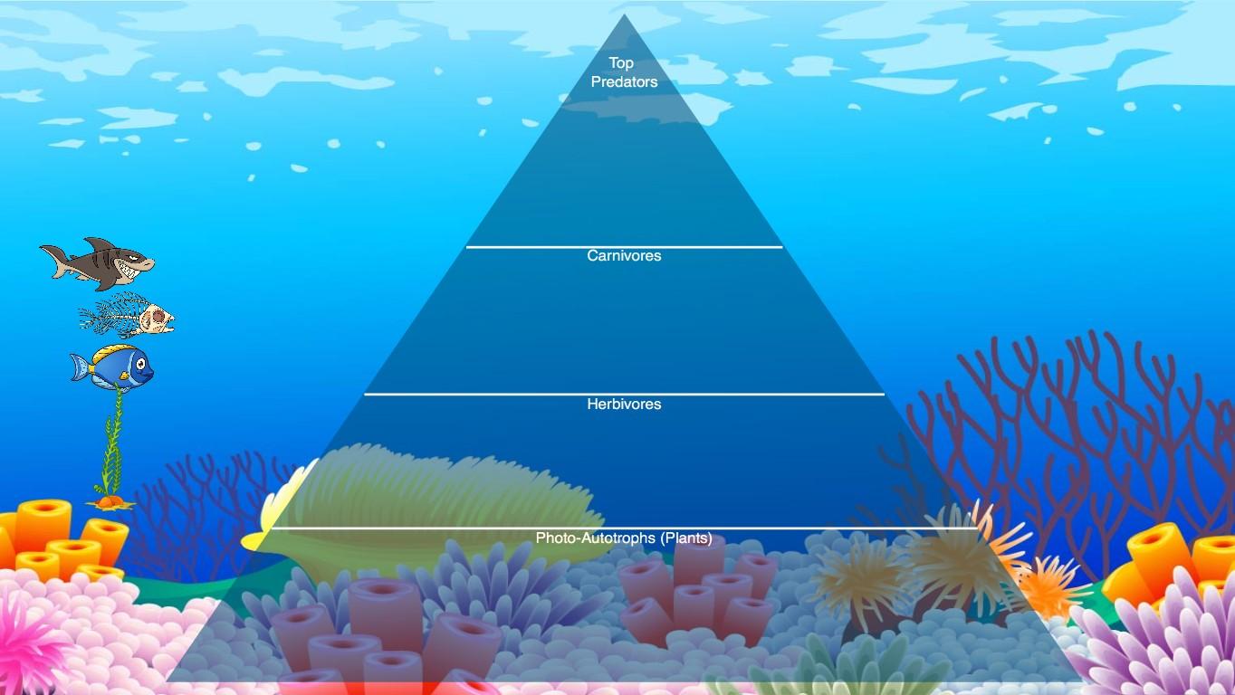 Ocean Ecological Pyramid