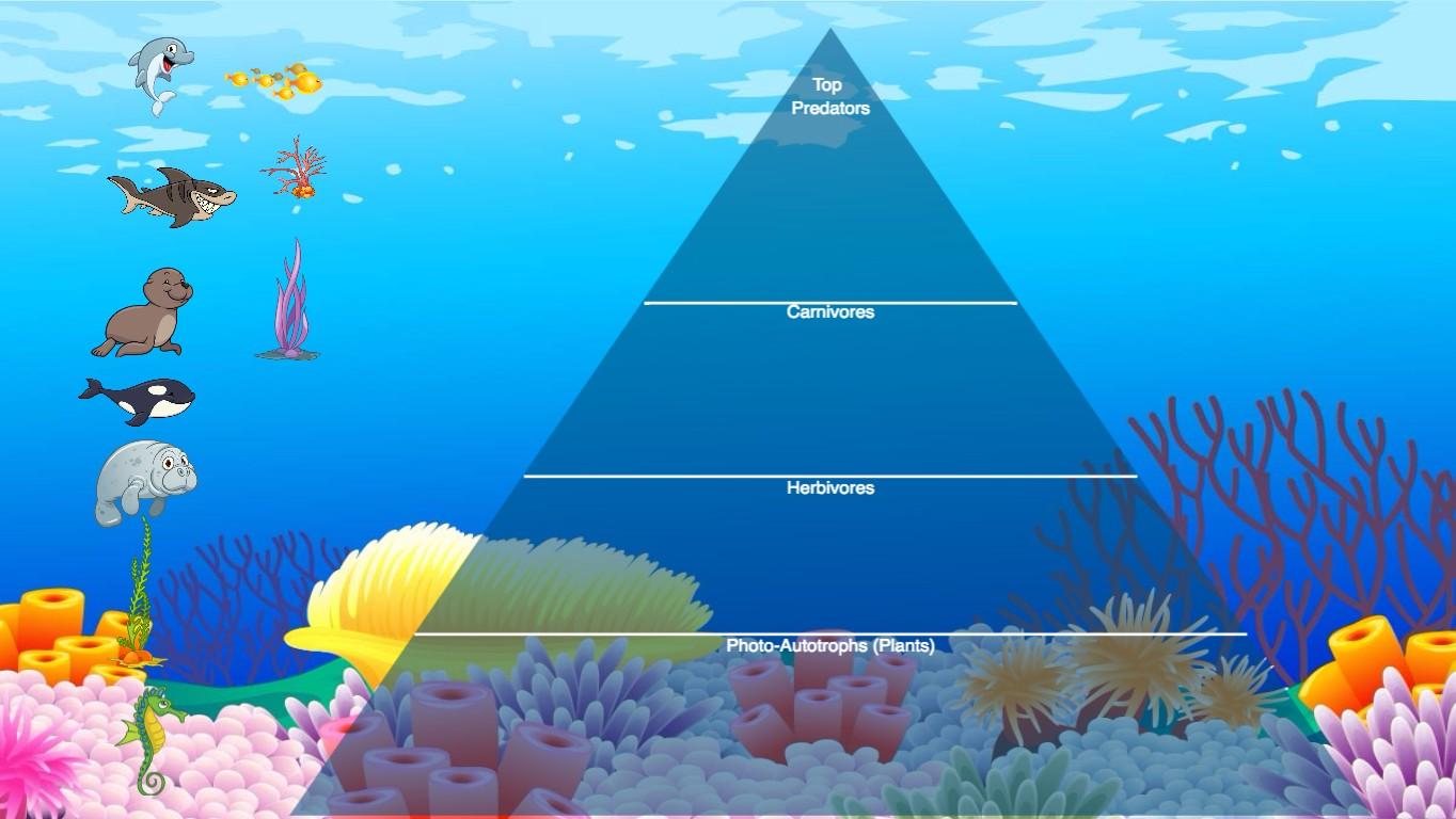 Ocean Ecological Pyramid