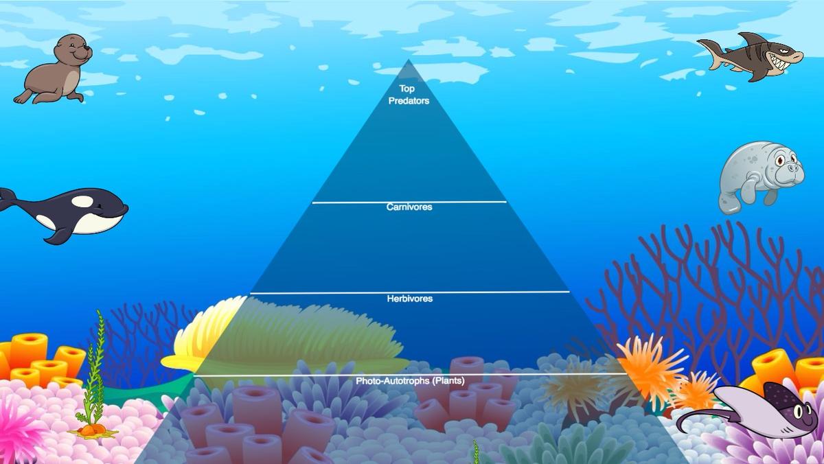 Ocean Ecological Pyramid