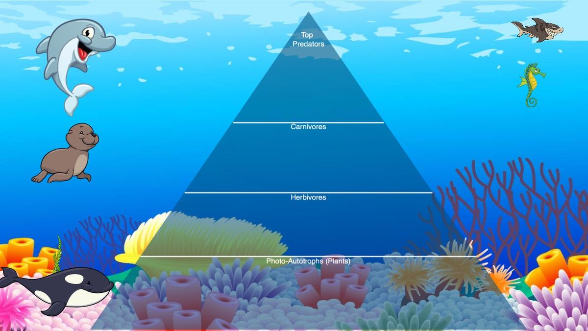 Ocean Ecological Pyramid