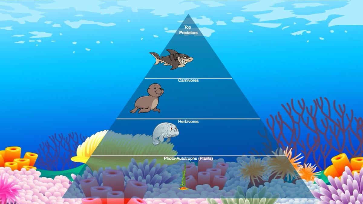 Ocean Ecological Pyramid