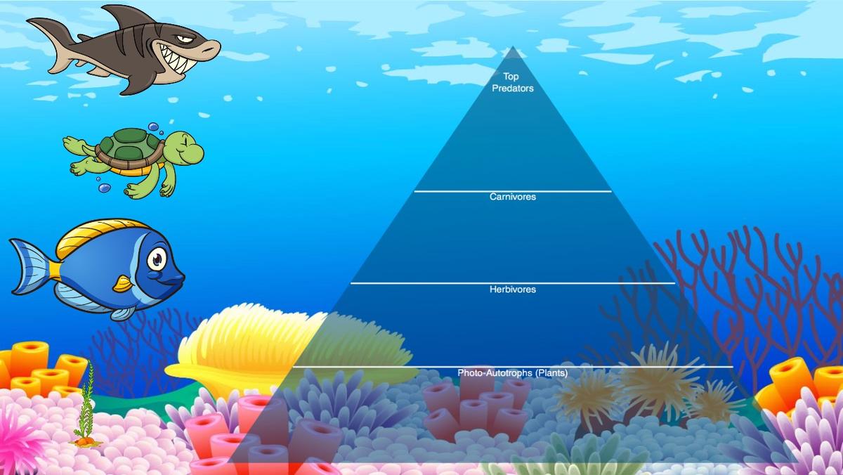 Ocean Ecological Pyramid