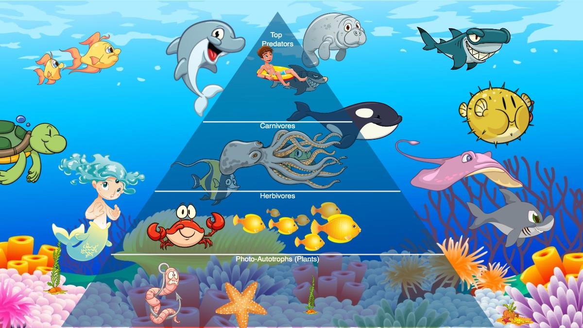 Ocean Ecological Pyramid