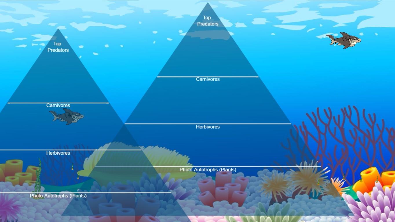 Ocean Ecological Pyramid