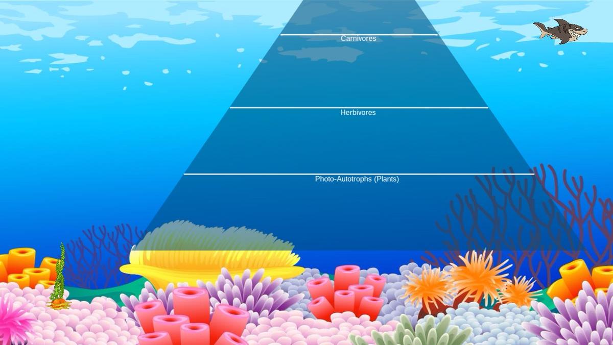 Ocean Ecological Pyramid