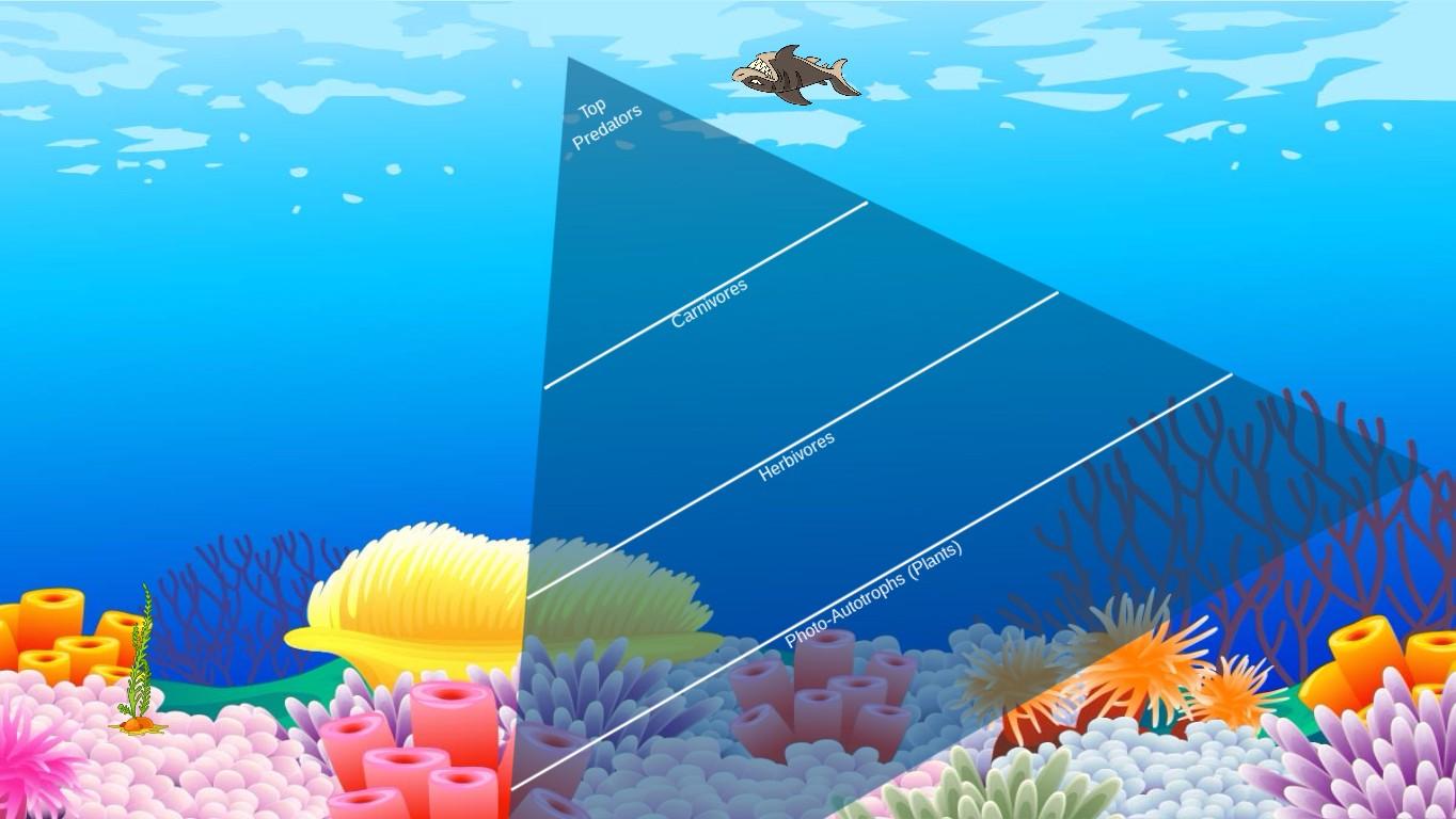 Ocean Ecological Pyramid