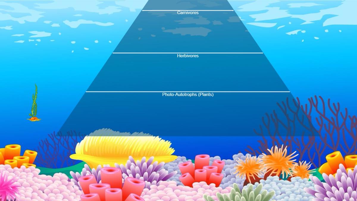 Ocean Ecological Pyramid