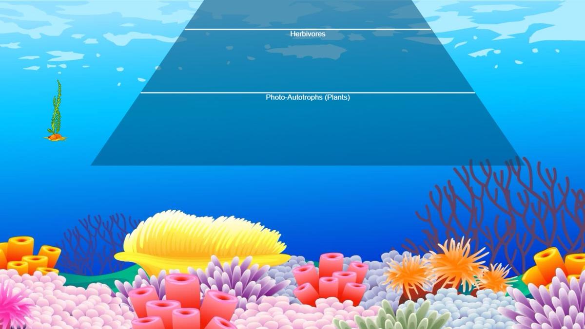 Ocean Ecological Pyramid