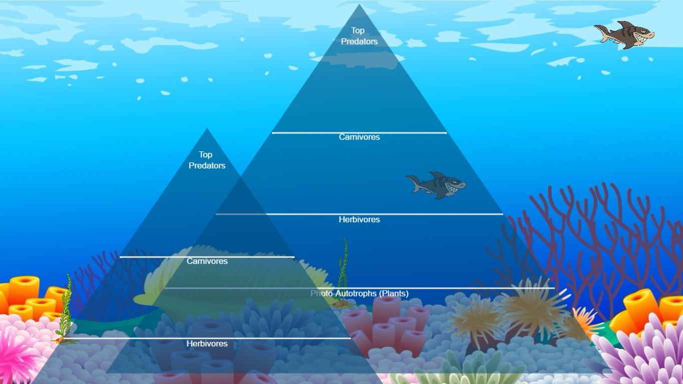 Ocean Ecological Pyramid