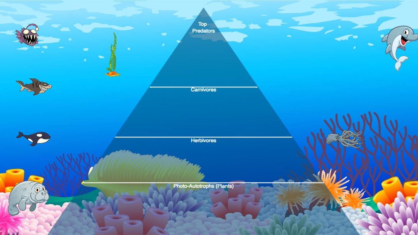 Ocean Ecological Pyramid