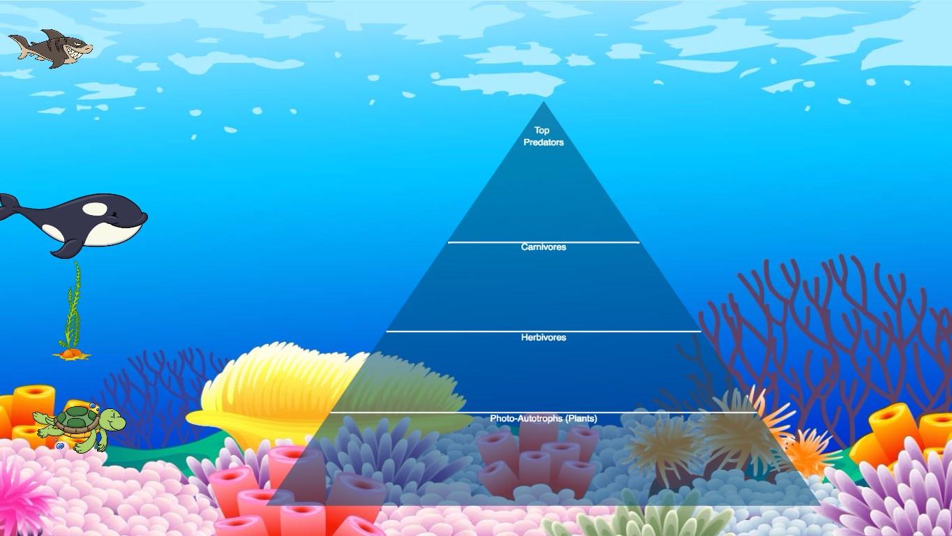 Ocean Ecological Pyramid