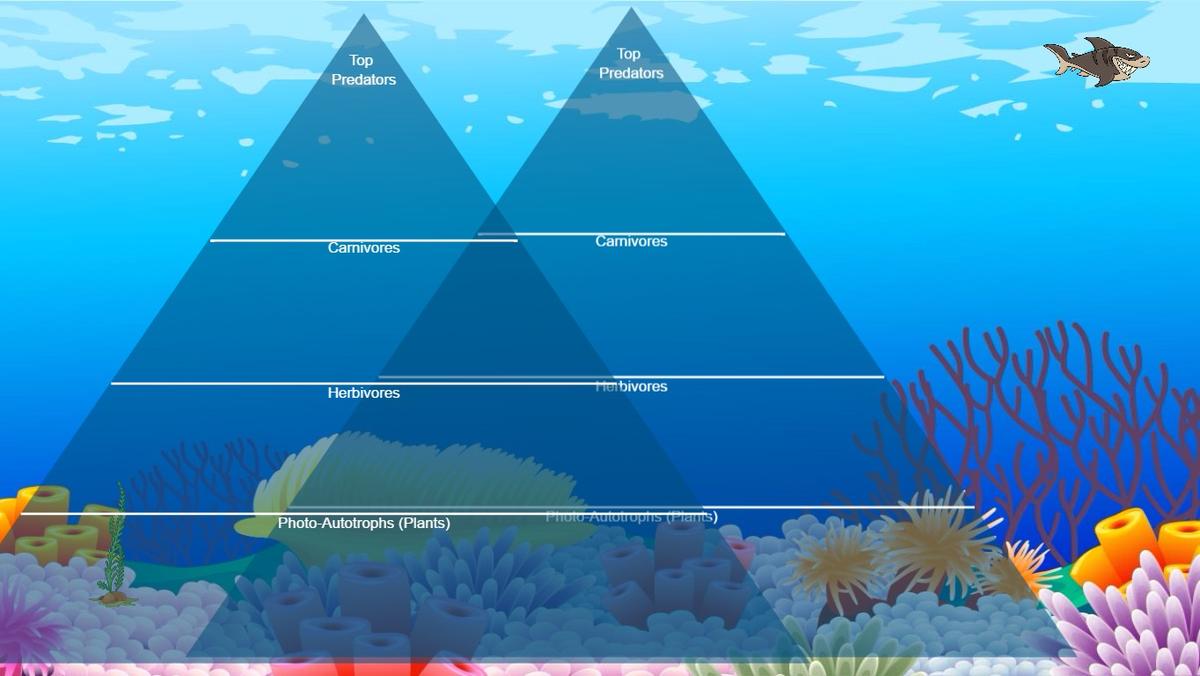 Ocean Ecological Pyramid