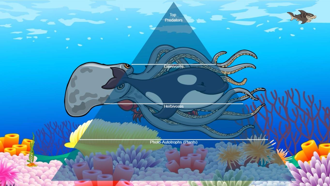 Ocean Ecological Pyramid