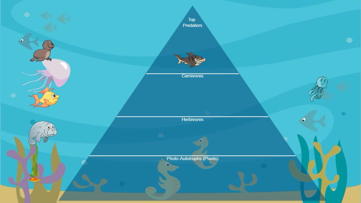 Ocean Ecological Pyramid