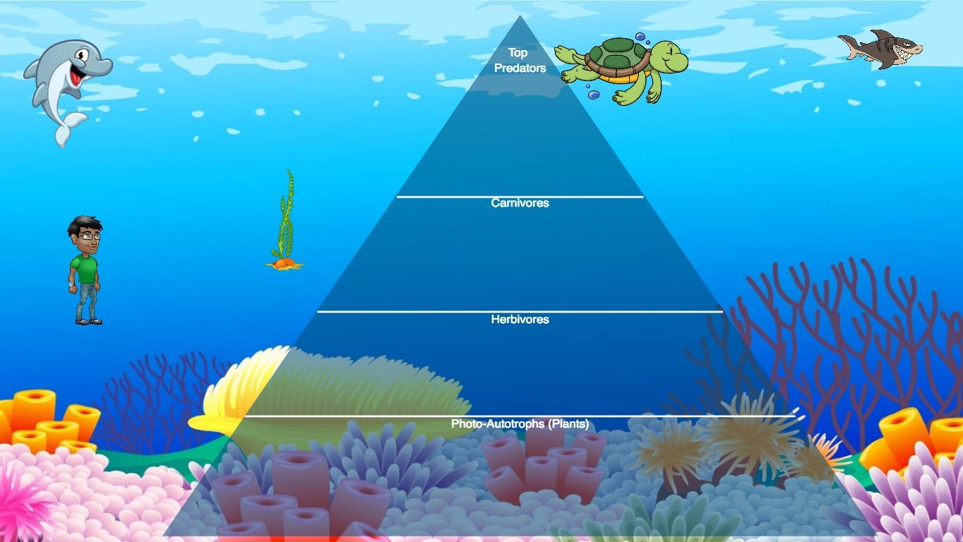 Ocean Ecological Pyramid