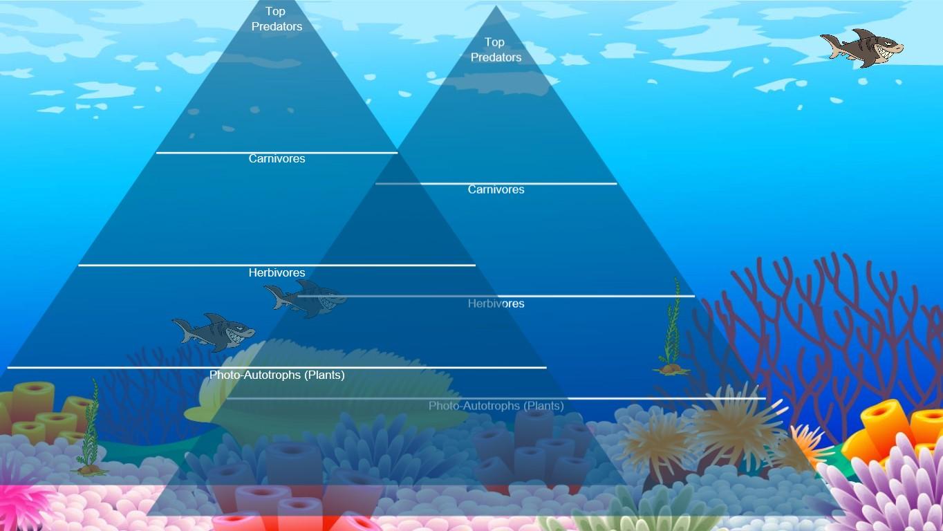 Ocean Ecological Pyramid