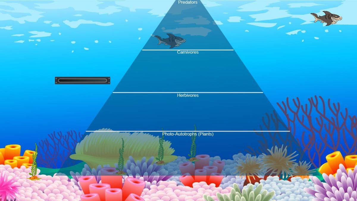 Ocean Ecological Pyramid