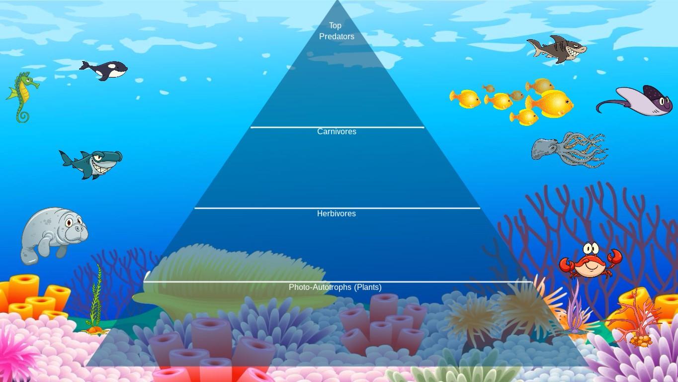 Ocean Ecological Pyramid