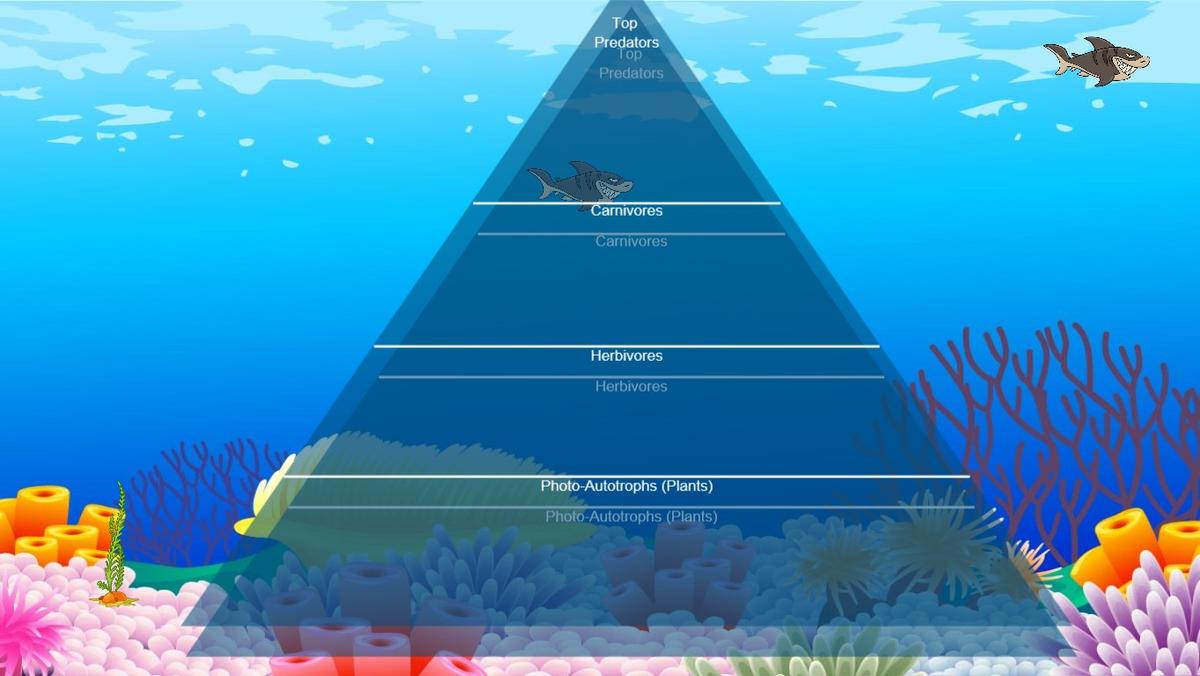 Ocean Ecological Pyramid