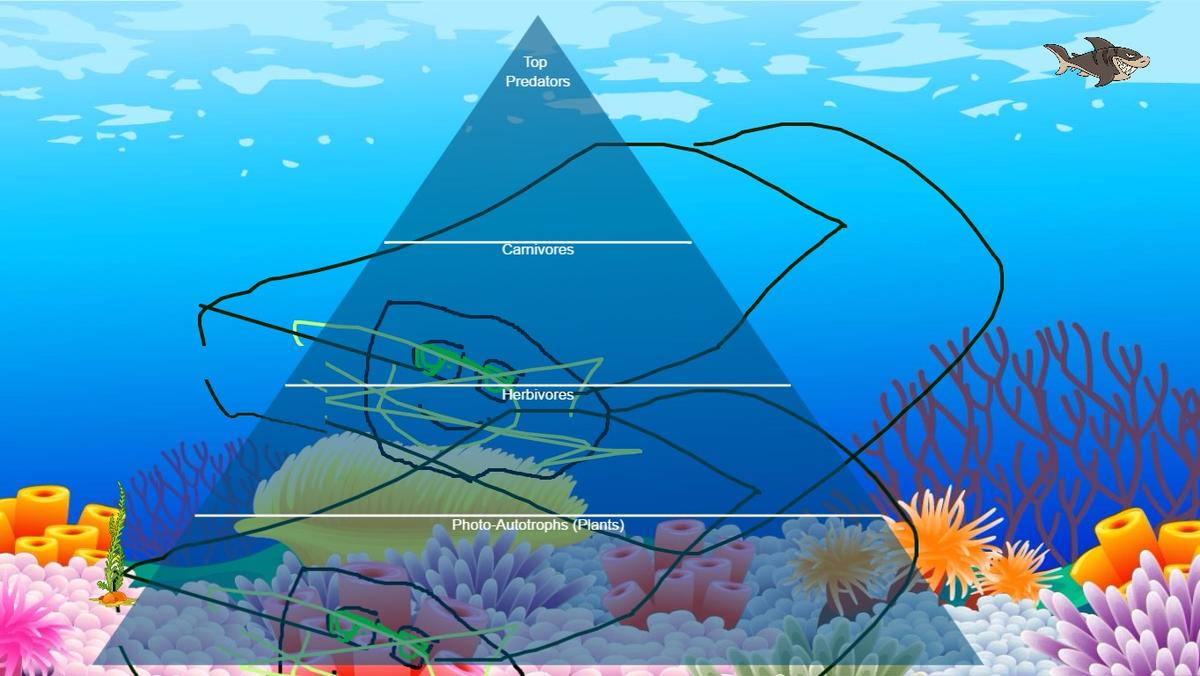 Ocean Ecological Pyramid