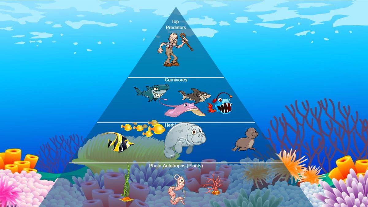 Ocean Ecological Pyramid