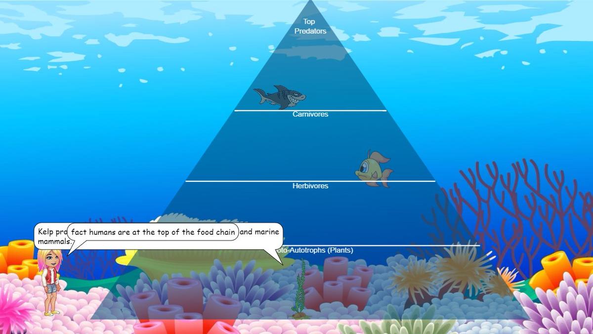 Ocean Ecological Pyramid