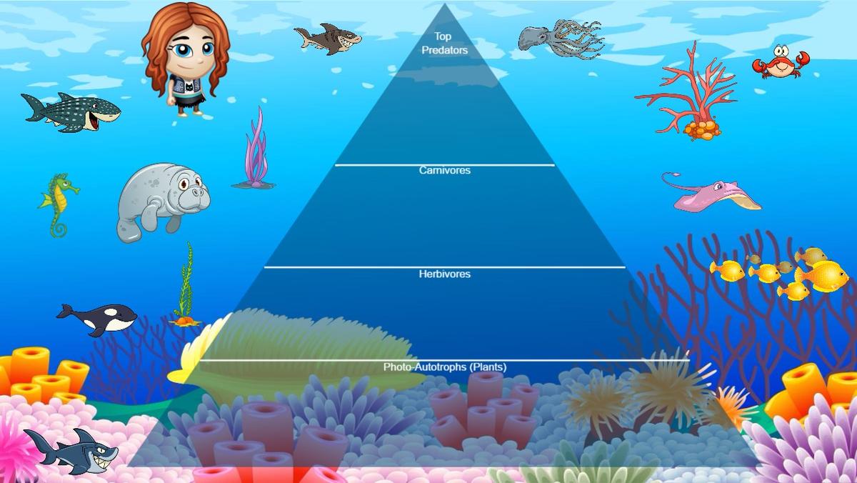 Ocean Ecological Pyramid