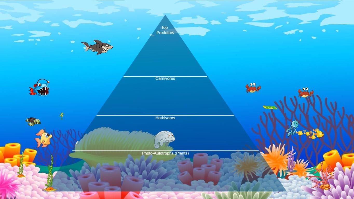 Ocean Ecological Pyramid