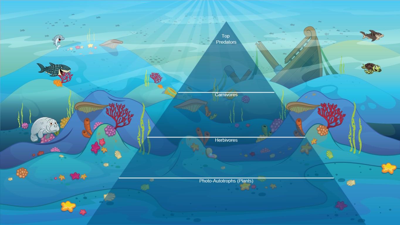 Ocean Ecological Pyramid