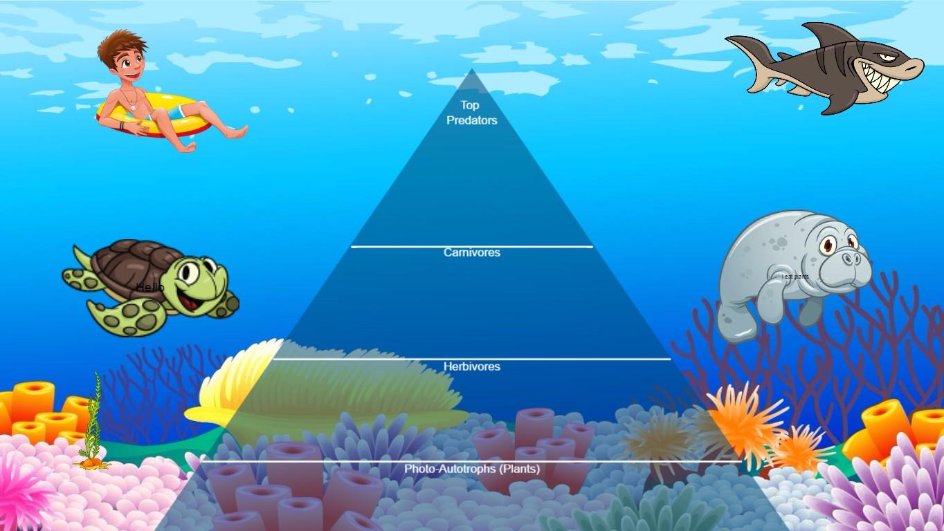 Ocean Ecological Pyramid